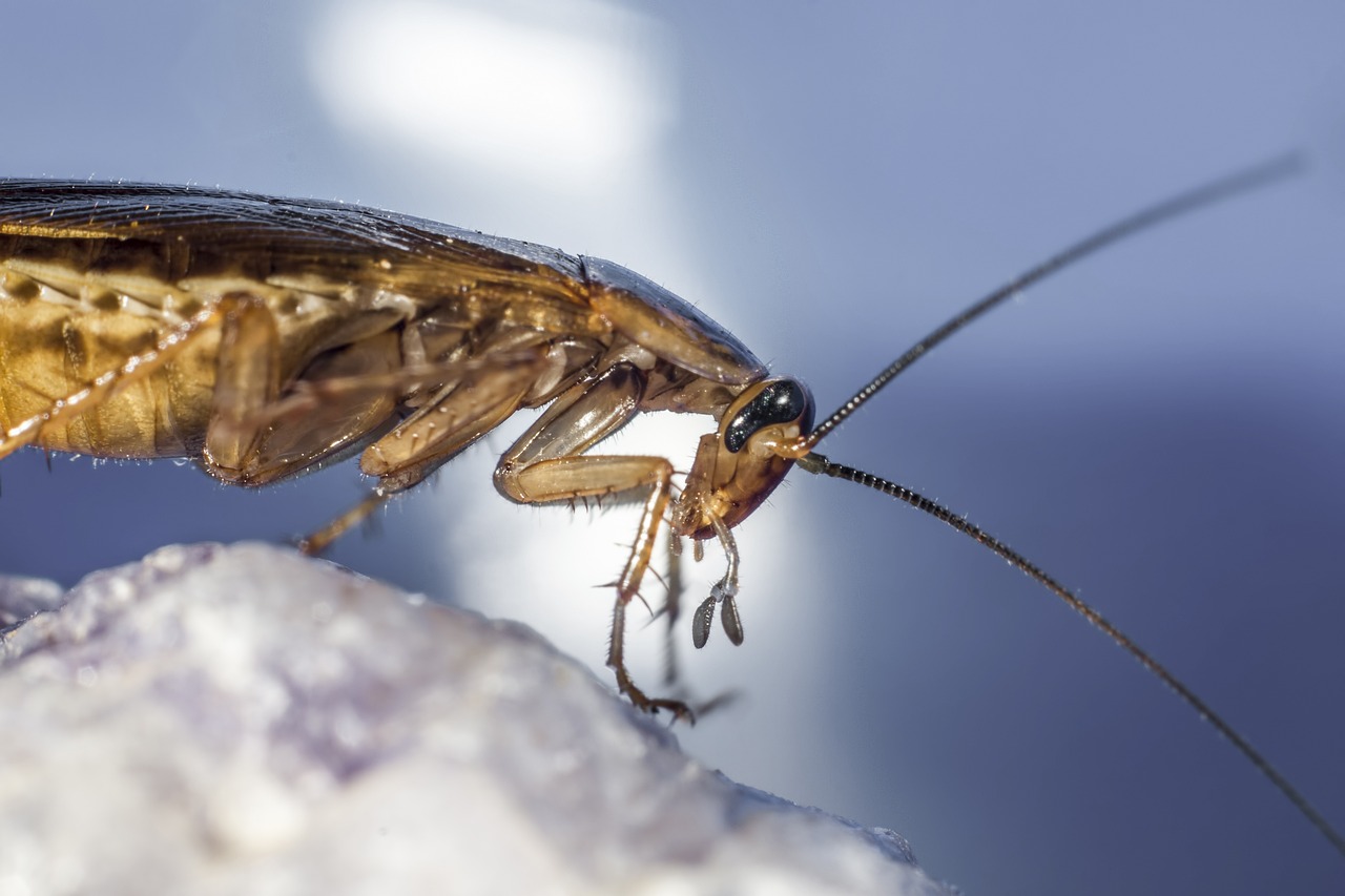 Services d’extermination de cafards et de coquerelles dans le Grand Montréal et partout au Canada