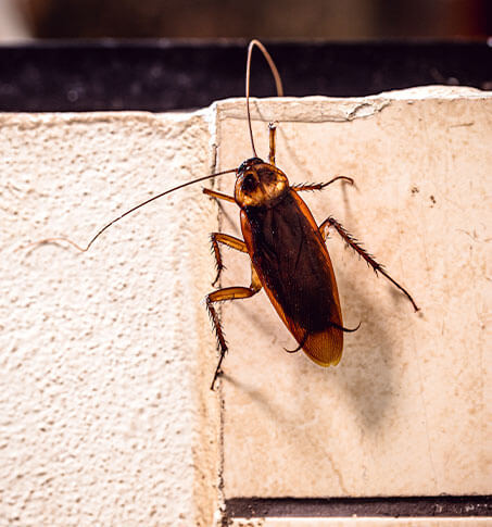 flip-box Exterminateur de cafards (coquerelles)  