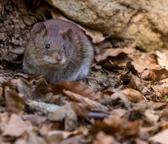 Exterminateur de rongeurs (rats, souris et mulots) dans le Grand Montréal et partout au Canada