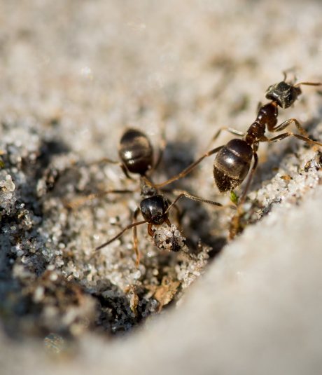 service-3 Exterminateur de fourmis  