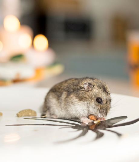 service-6 Exterminateur de rongeurs (rats, souris et mulots)  