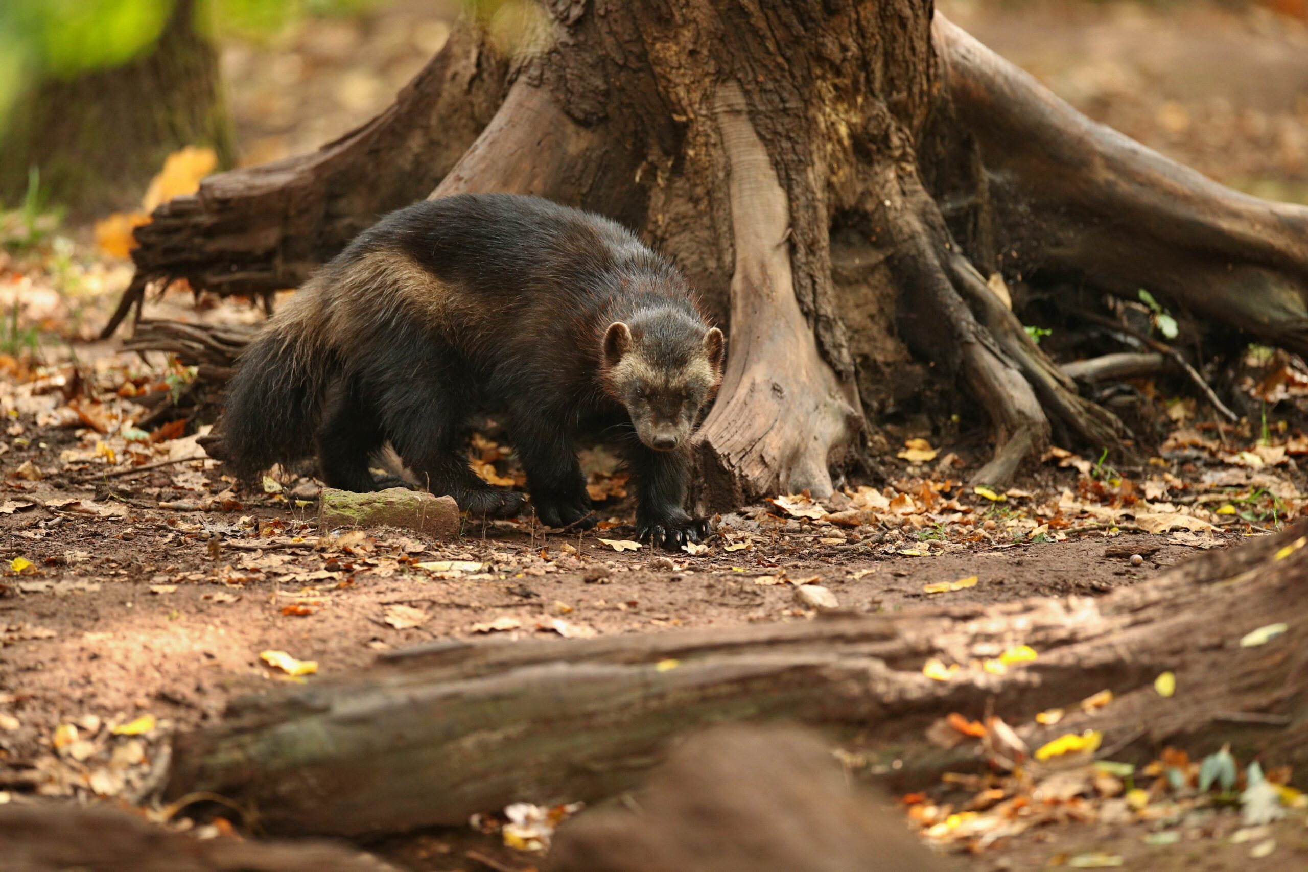 Capture de marmottes, ratons laveurs, moufettes et écureuils dans le Grand Montréal et partout au Canada