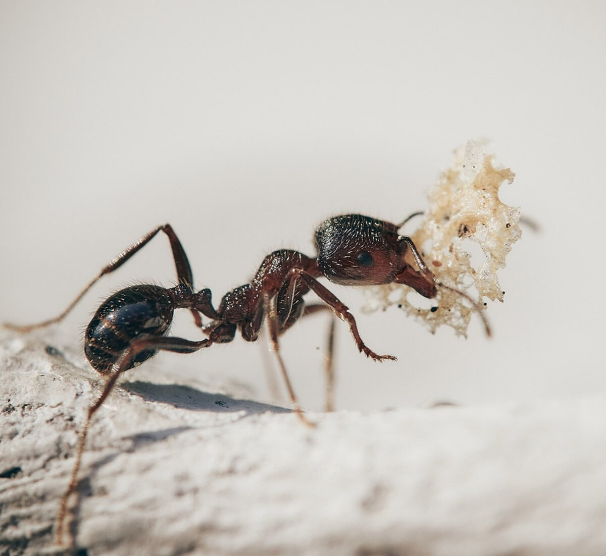 fourmi-protraque Service d’extermination pour entreprises fourmi-protraque Service d’extermination pour entreprises