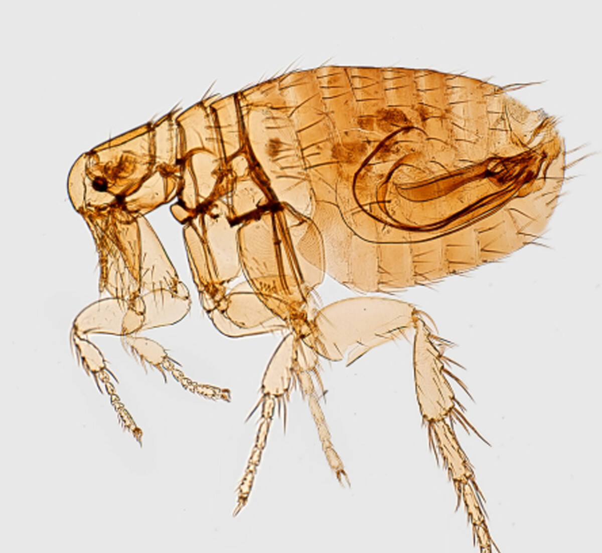 pouces-protraque Service d’extermination pour entreprises pouces-protraque Service d’extermination pour entreprises